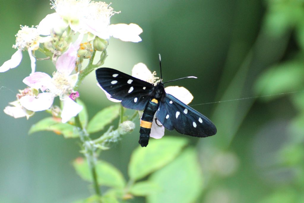 Amata phegea